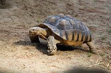 Floyd’s Tortoise and Hare Algorithm — for beginners