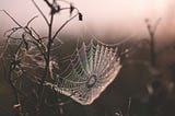 A spiderweb photographed in somber black and white.