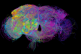 Connectomics: Connecting Together a Map of the Brain