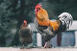 What Chlorinated Chicken Can Tell Us About The Future Of Britain