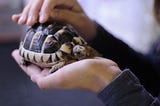 Life Lessons You Can Learn From a Turtle With an Exposed Heart