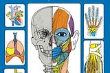 human-anatomy-coloring-book-35296-1