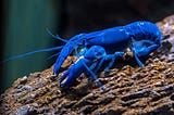 Lobsters Don’t Die of Natural Aging?