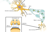 Relationship Between Neuroscience and AI — Computational Neuroscience