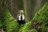 a weasel sitting in the fork of a tree, covered by moss