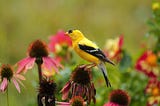 The Joy of Listening To Birds Sing