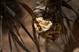 Close up photo of a tarnished heart locket.