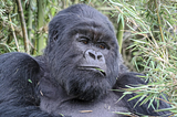 TOP 5 Tourist Attractions in Rwanda to Invest