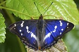Why return of stunning butterfly that prefers cowpats to flowers is a real sign of hope