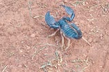 Reptiles, a scorpion and a rainbow