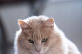 Caring For Your Fur Baby’s Cat Asthma