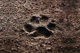 Paw print in soil
