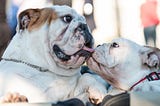 You Won’t Believe How Good Bulldogs Are as Family Pets!