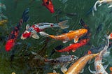 Koi fish in a pond