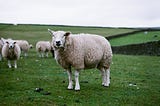 Lancashire Sheep farmers can only count to 20