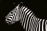 Why Do Zebras Have Stripes?