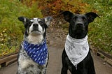 Two dogs with bandanas around their necks pose in front of colorful fall foliage.