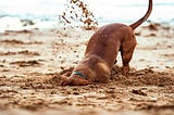 Why Do Dogs Dig? Understanding the Reasons Behind This Instinctual Behavior