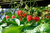 Food Growing - 4 Investments to Consider - A Solid Way to Lifetime Earnings.