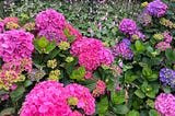 A shot of hydrangea in various shades of pink and purple.