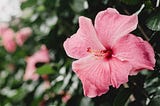 Hibiscus Flower