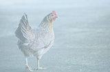 The Scientific Solution to the Chicken and the Egg: How to Apply it to Business