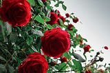 Red Roses Still Have Thorns | Romance as an Aesthetic