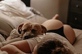 The Dogs Days of Intercourse