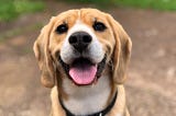 5 Exciting Games Your Pup Would Enjoy