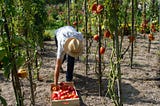 What More Can We do to Help Food Insecurity?