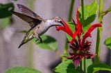 Cultivating a Pollinator Paradise for a Vibrant and Productive Garden