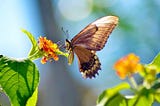 The Butterfly Effect: Mindfulness and Our Role In a Bigger Picture