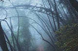 A path, littered with withered leaves, surrounded by overarching canopies from all sides.