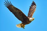 How To Soar Like An Eagle