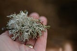 A person’s hand holds a small bundle of green lichen.