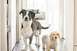 hiddin-clear-view-panel-freestanding-dog-gate-36-in-1