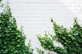 ivy growing up a white brick wall