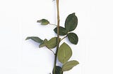 A Rose By Any Other Picture