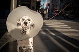 Make a List of Your Worst-Performing Articles to Show off Your Dust-Collecting Flops — An Embarrassed Dalmatian Wearing a Collar