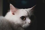 White cat peering out of the shadows, his golden eye catching the light and perfectly expressing the disgusted look on his face