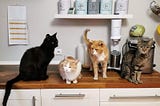 4 Science-Backed Benefits of Having a Cat at Home