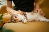 chilling cat