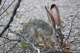 Growing up Gunnison: Part 2 The Jackrabbit Caper