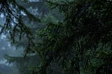 haiku: constant rain