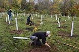 Planting a Tree- It's more complicated than you think