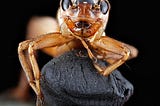 Can Tarantulas Eat Gut Load Crickets?