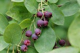 Purple juneberries on a background of green leaves.