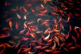 Fish Farming Guide