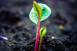 Soil Microbiome & Carbon Cycling Under Climate Crisis