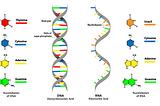 DNA Transcription: A Copycat’s Secrets